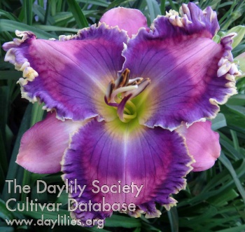 Daylily Go Above and Beyond